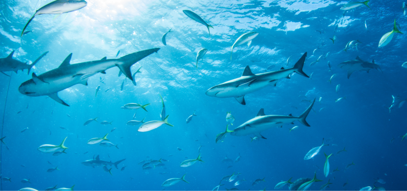 Shark squalene – a supernode for beauty and health