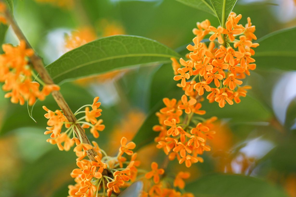 Memories of a Japanese garden: osmanthus in cosmetology and