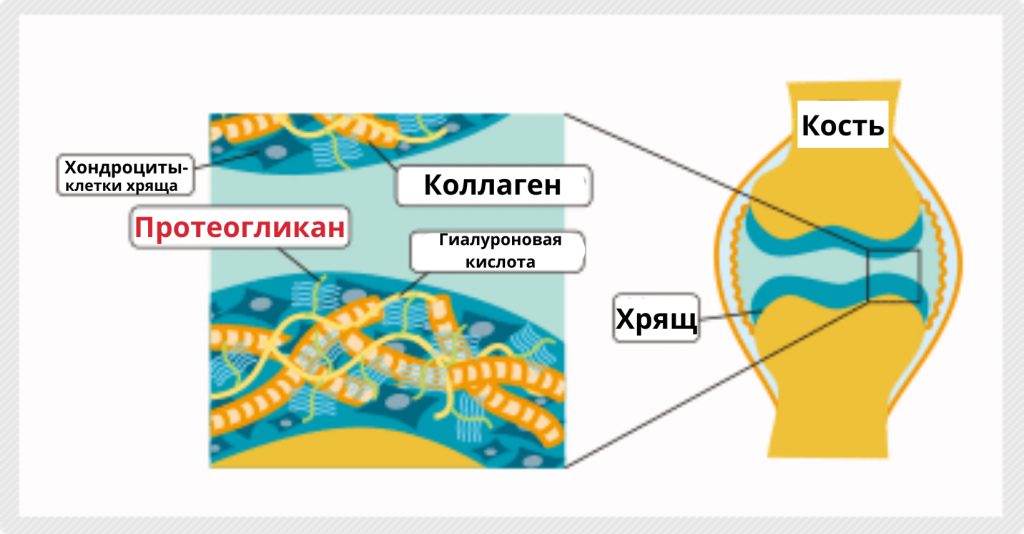 Протеогликаны – незаменимые белки для здоровья суставов и молодости ...