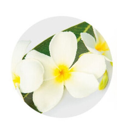 cronna_fragrance_day_and_night_oil-thumb-780x525---1250.jpg cronna_fragrance_day_and_night_oil-thumb-780x525---1250.jpg