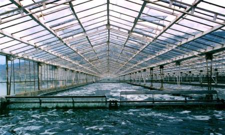 Spirulina powder 100 grams