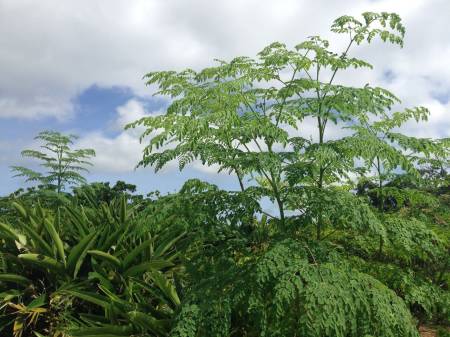 MORINGA THE POWER OF TABLET 100% Moringa leaf extract, 30-60 days course