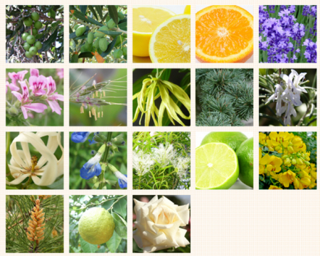 Japanese Skincare - Buy ONEC Whitetea Premium Serum Premium serum for face with whitening effect 30ml Online from Japan | 36Best Kawai ONEC Whitetea Premium Serum Premium serum for face with whitening effect 30ml