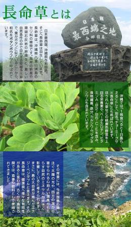 картинка Seedcoms Complex with Japanese Goonberry Extract and Fucoidan магазин одежды и аксессуаров являющийся официальным дистрибьютором в России  Seedcoms Complex with Japanese Goonberry Extract and Fucoidan
