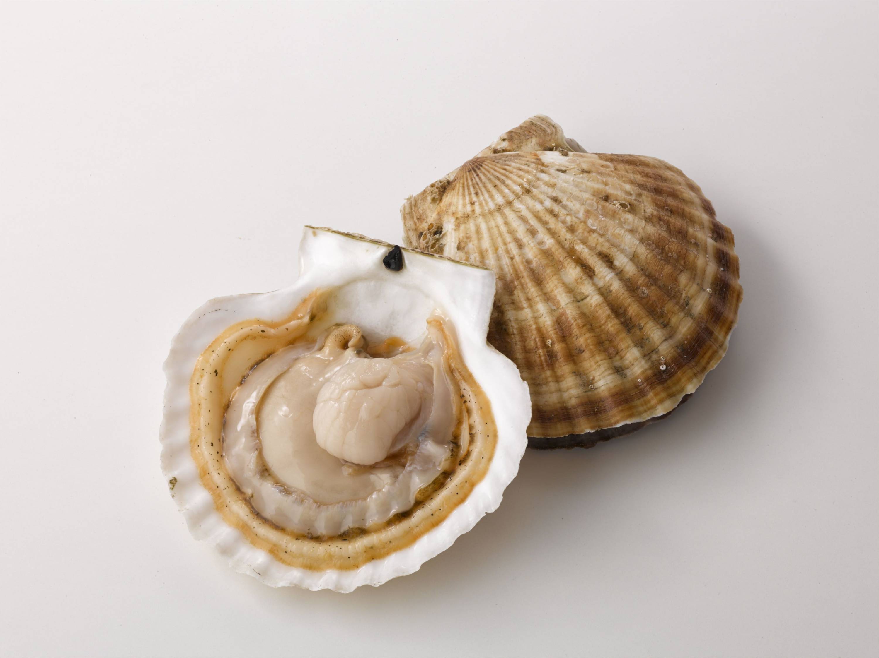 B&S Corporation Plasmalogen S Плазмалоген против деменции, на 1 месяц - фото