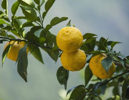 YUZU Body Scrub Massage, 350g